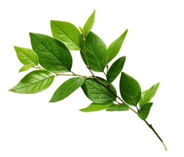 Kompromiso-secondary